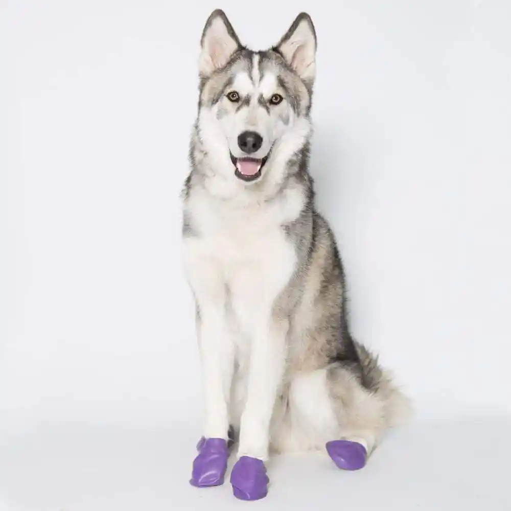 Pawz | Boots Large to 4" Purple 12 pk