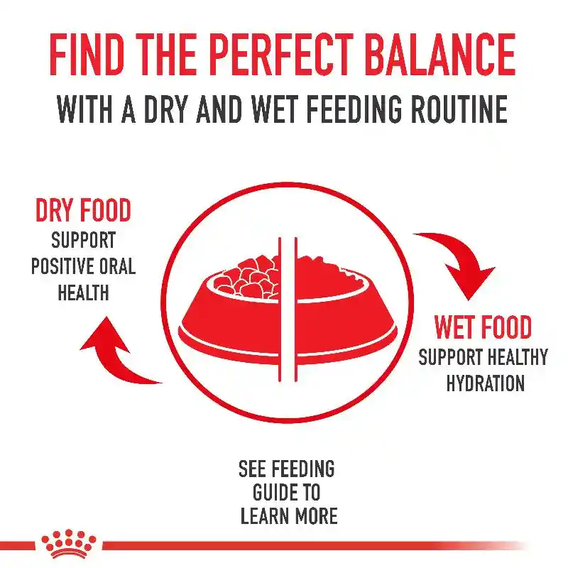Royal Canin | Dog - Small Digestive Care 17-lb