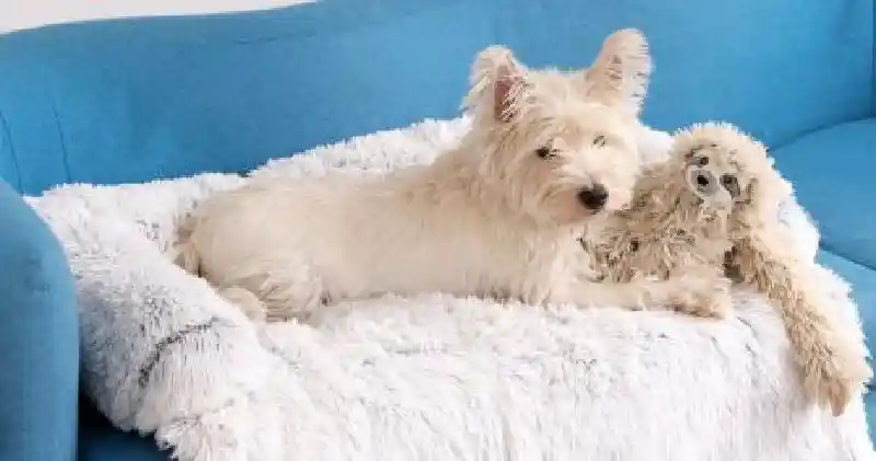 Tall Tails Cuddle Bed 30 X 36 Anywhere Cuddler Kha