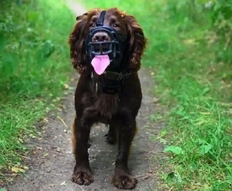 Baskerville | Ultra Muzzle Black 6