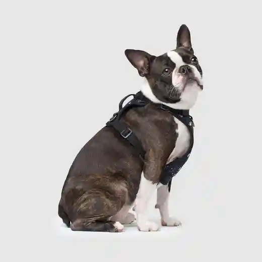Canada Pooch | Everything Harness Plaid Medium