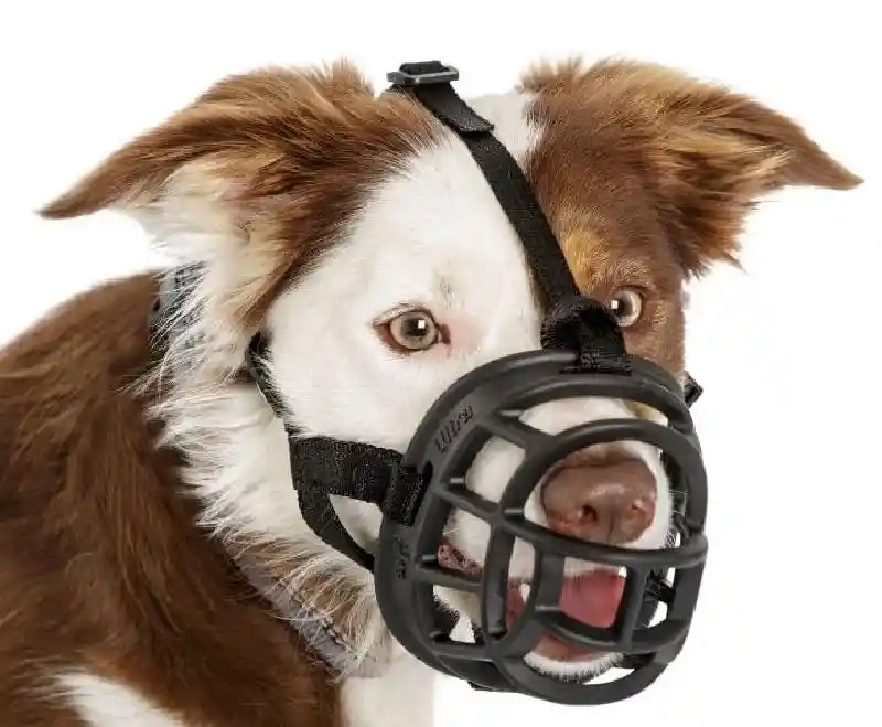 Baskerville | Ultra Muzzle Black 4