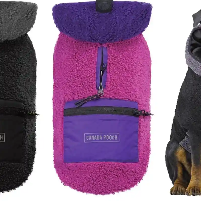 Canada Pooch | Cool Factor Hoodie Pink/Purple 10