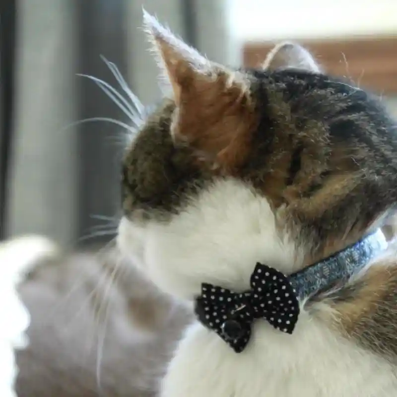 Coastal | Cat - Breakaway Collar Rose 8-12x3/8"