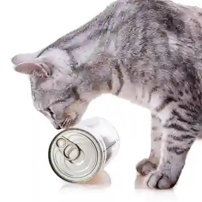 Image Alternative Text