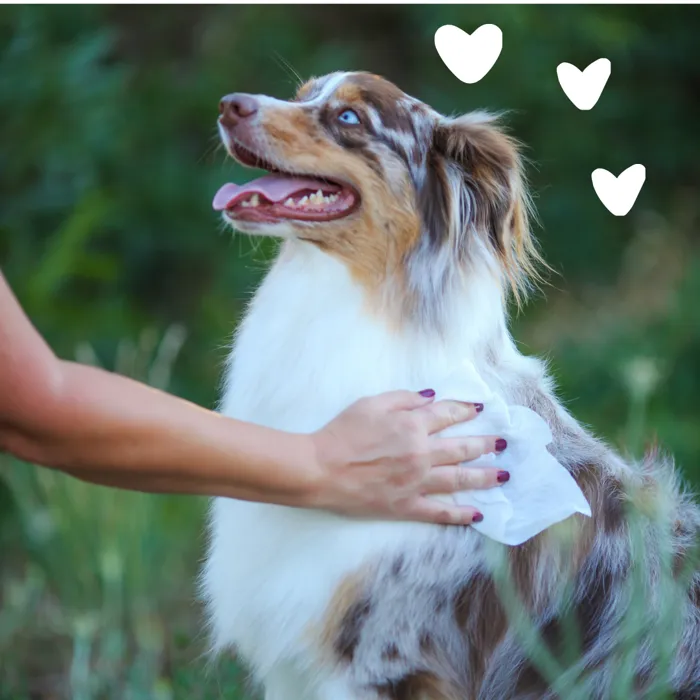 earthbath Hypoallergenic Grooming Wipes dog use