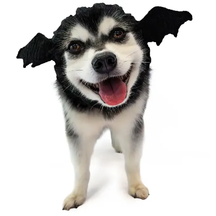 Zoo Snoods | Bat Dog