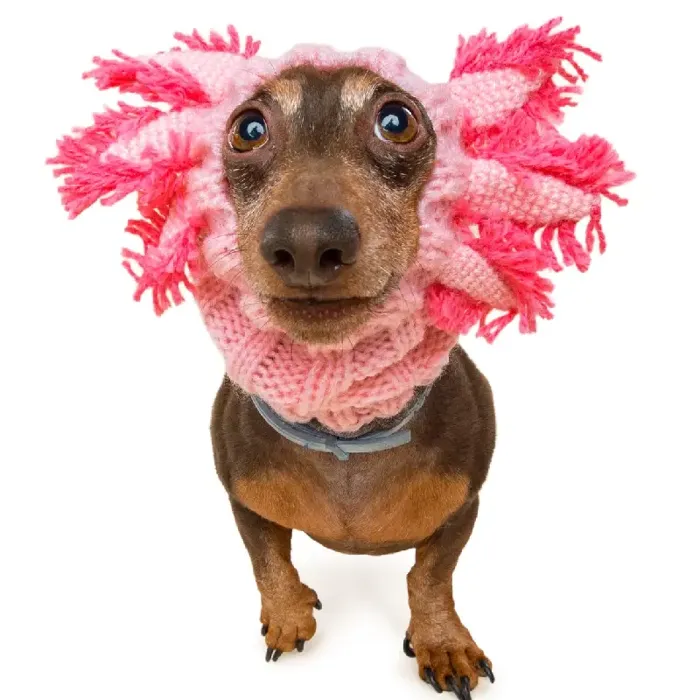 Zoo Snoods | Axolotl Medium