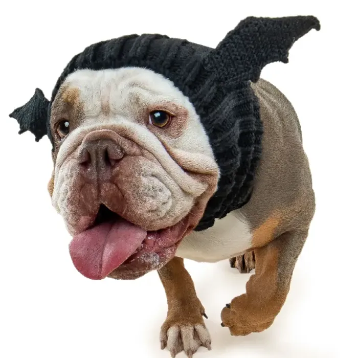Zoo Snoods | Bat Dog