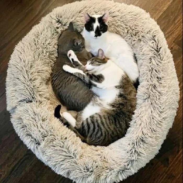 Tall Tails Bed Dream Chaser Cuddle Frosted 23"
