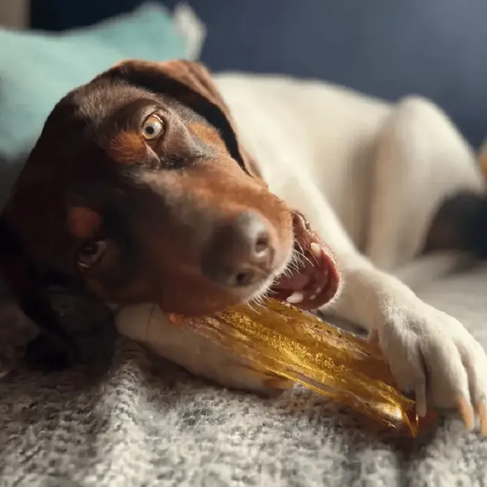 Wag & Bright | Dog Dental Chew Pork & Parsley L