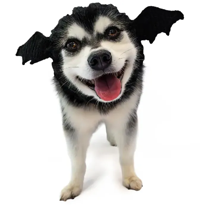 Zoo Snoods | Bat Dog Medium