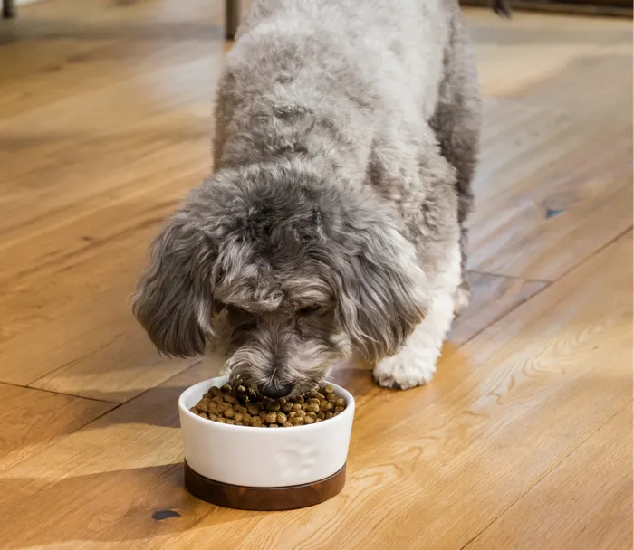 OF | Dog - DigestiveHealth Pollock&Oatml 4lb